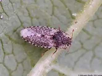 Parapiesma quadratum