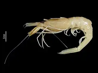 Parapontophilus cornutus