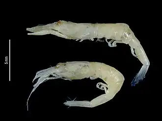 Parapontophilus juxta