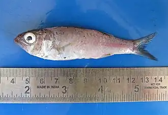 Synagrops philippinensis