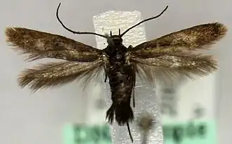 Parascythris muelleri