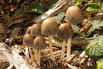 Geelbruin plooirokje