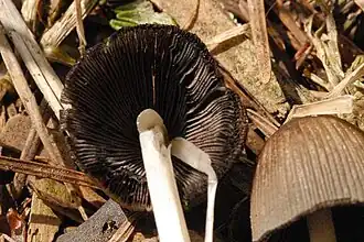 Geelbruin plooirokje