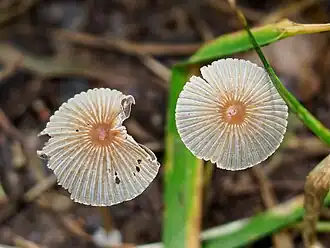 Kleinsporig plooirokje