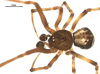 Parasteatoda tabulata