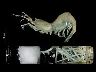 Parastylodactylus tranterae