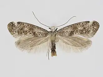 Paraswammerdamia lapponica