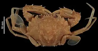 Parathranites tuberogranosus