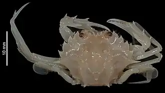 Parathranites tuberosus