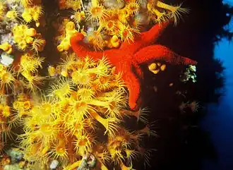 Gele korstanemoon van de orde Zoanthidea