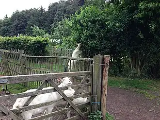 Boerderij, boomgaard en aangrenzend bos
