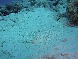 Pardachirus marmoratus