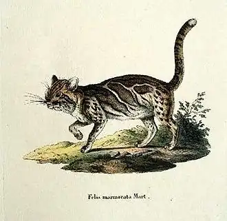 Marmerkat (Pardofelis marmorata)