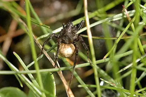 Gewone wolfspin, vrouwtje met eicocon (Pardosa pullata)