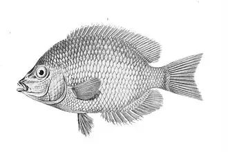 Paretroplus polyactis