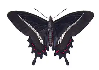 Parides bunichus