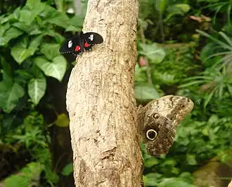 Parides iphidamas