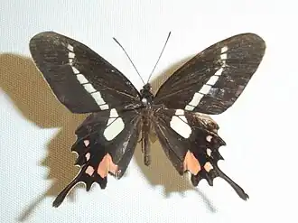 Parides agavus