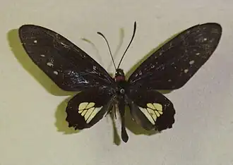 Parides chabrias
