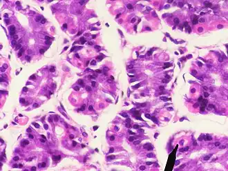 Microscopisch beeld van maagweefsel. Rechtsonder wordt een der pariëtale cellen aangewezen.