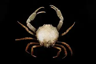 Pariphiculus mariannae