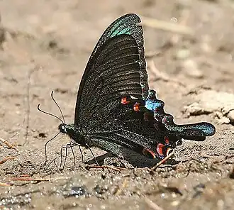 Papilio paris