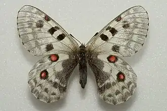 Parnassius actius