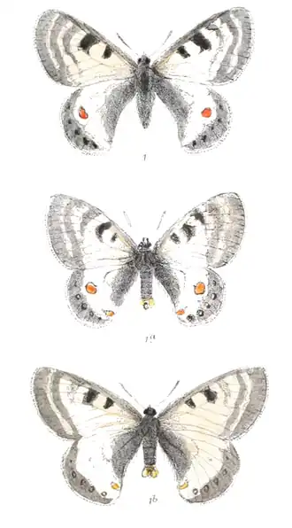 Parnassius stoliczkanus