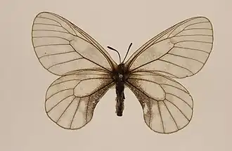 Parnassius stubbendorfii