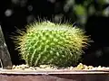 Parodia chrysacanthion