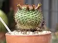 Parodia erubescens