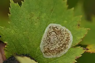 Parornix inusitatumella