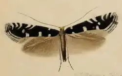 Parornix loganella