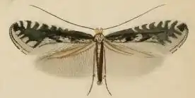 Parornix petiolella