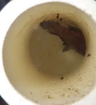 Parosphromenus deissneri