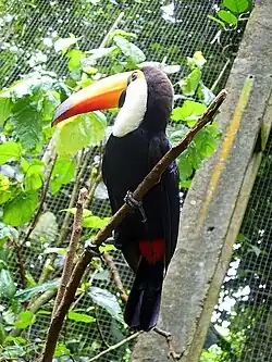 Toekan in een volière