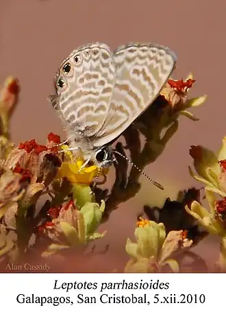 Leptotes parrhasioides