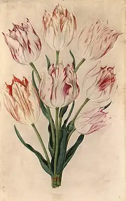 Papegaaitulpen met een spinnenweb, 1653, aquarel op perkament, 28,5 x 19,9 cm, privécollectie