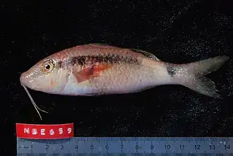 Parupeneus macronemus