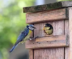 Oudervogel voert jong