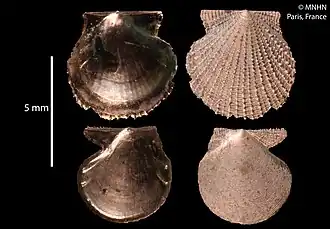 Parvamussium araneum