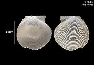 Parvamussium cassium