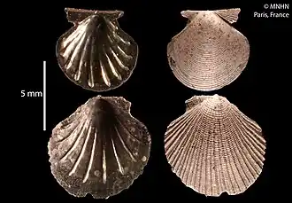 Parvamussium thetidis