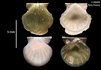 Parvamussium torresi