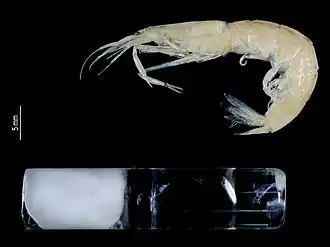 Pasiphaea philippinensis