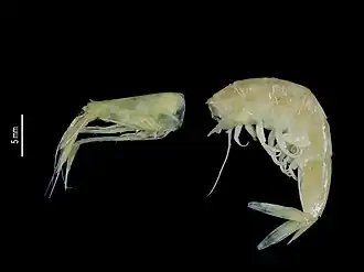 Pasiphaea pseudacantha