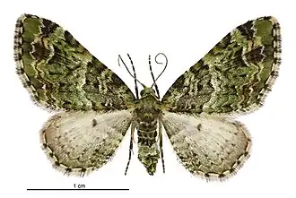 Pasiphila bilineolata