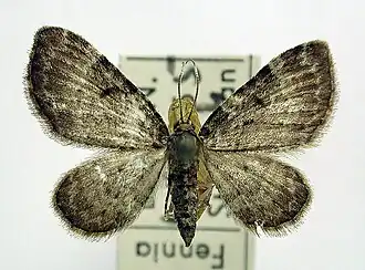 Chloroclystis consueta
