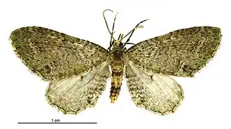 Chloroclystis cotinaea