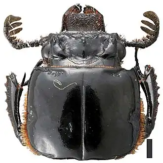Passalus convexus